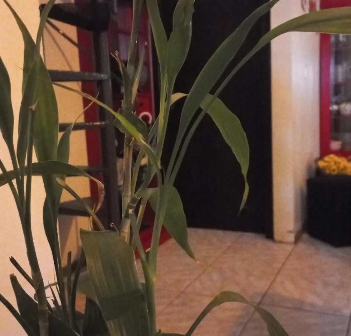 Ferienhaus Recanto Dos Passaros Bombinhas